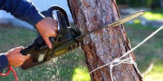 Milroy, PA Tree Care Company