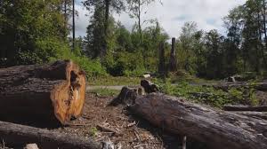 Seasonal Cleanup (Spring/Fall) in Milroy, PA