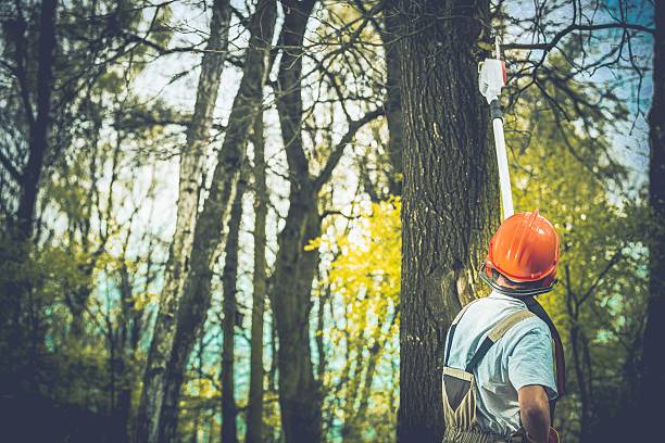 How Our Tree Care Process Works  in  Milroy, PA